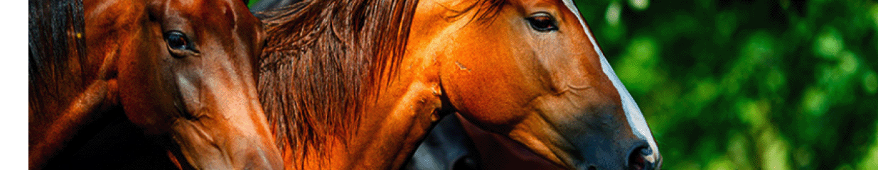 Trottex Avelsföreningens Försäljnings AB - Uppfödning av hästar, Hästskötsel och hästsport