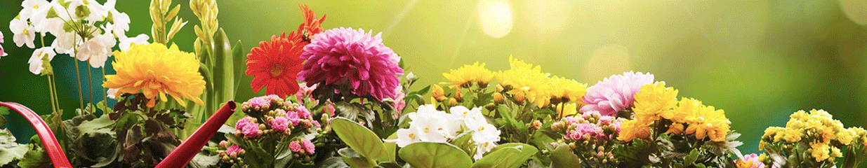 Blomsterjätten - Blomsterhandel, Försäljning av inredningsartiklar, Trädgårdsmästare och trädgårdsskötsel