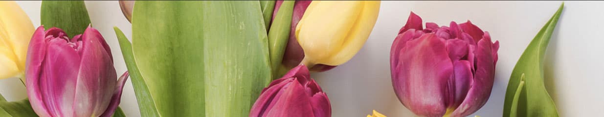 Bulbs.Se - Blomsterhandel