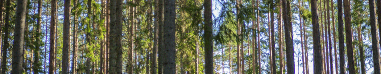 Callans Trä AB - Trä-, Massa- & Pappersindustrier, Skogsbruk & Skogsindustrier, Sågverk