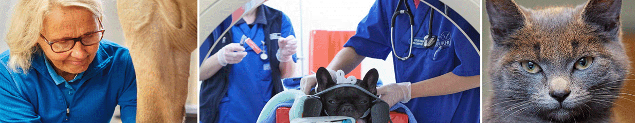 Hallands Djursjukhus AB - Veterinärer