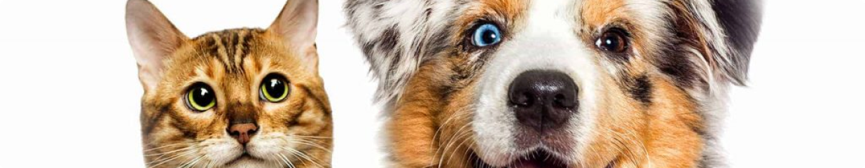 Dala Hundatelje - Hundvård, Husdjursrelaterad service, Försäljning av läromedel, Försäljning av matkassar, Hemstädning
