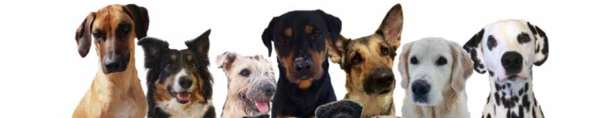 ENA Hundcenter - Hundpensionat, Husdjursrelaterad service