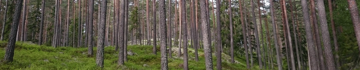 Lumberjack Skogskonsult i Fagersta AB - Skötsel av utomhusmiljö, Övrigt inom skogsbruk, Trädfällning och trädvård, Drivning