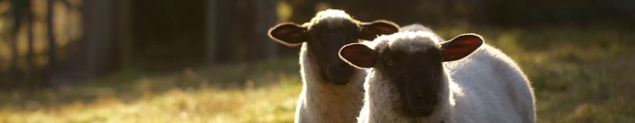 Veterinär Neele Doose AB - Husdjursrelaterad service, Veterinärer