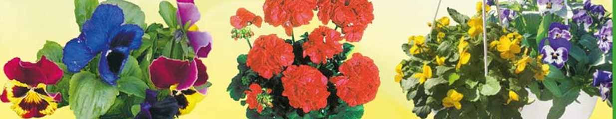 Wedins Handelsträdgård AB - Trädgårdar, plantskolor, Växthus, Jordleverantörer, Blommor, Trädgårdsbutiker, Kompostering, utrustning, Andra lokaler, Prydnadsväxter i växthus, Blomsterhandel, Handelsträdgårdar