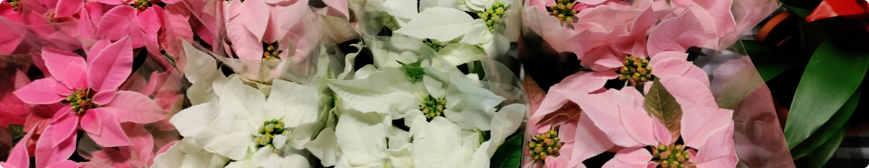 Berthas Bod och Blommor - Grossister inom järnhandel, Byggvaror och järnaffärer, Grossister av blommor och växter, Blomsterhandel, Blomsterhandel