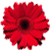 Interflora